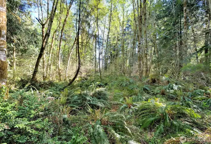Ferns and undergrowth.