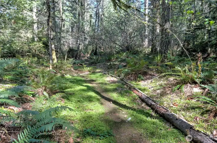 Trail in forest.