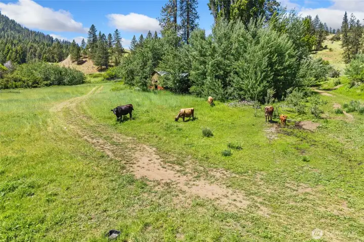 Ample pasture for raising cattle