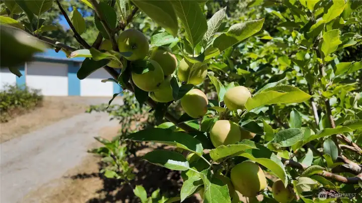 several varieties of apple trees several varieties of apple trees
