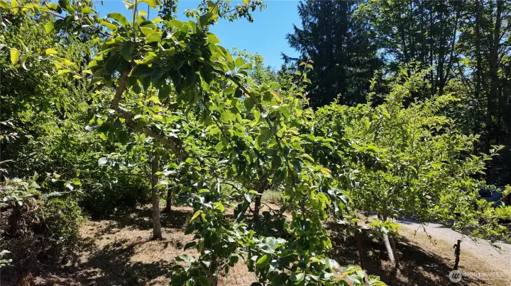 orchard orchard