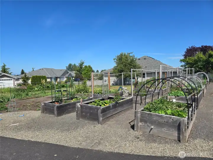 Dominion Terrace Garden Area