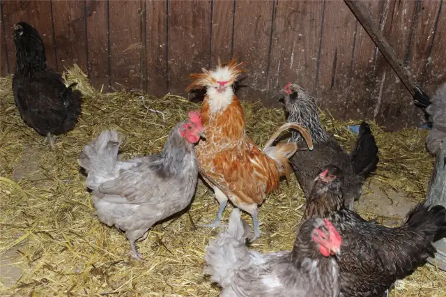 Chicken coop keeps the hens safe from predators and happily producing eggs.