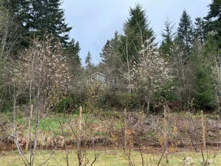 Level, usable land with planted rows—ideal for a mini farm, homestead, or sustainable living setup