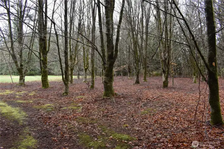 Open field/meadow area adjacent to May Creek RD