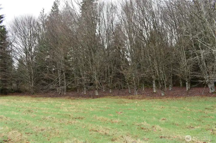 Field/meadow area from ground level