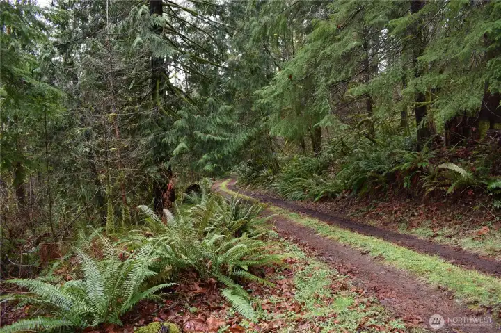 Top of trail from meadow.  This is looking down towards the entry gate.  If you go straightforward after the gated entry this is the "primary primative roadway"