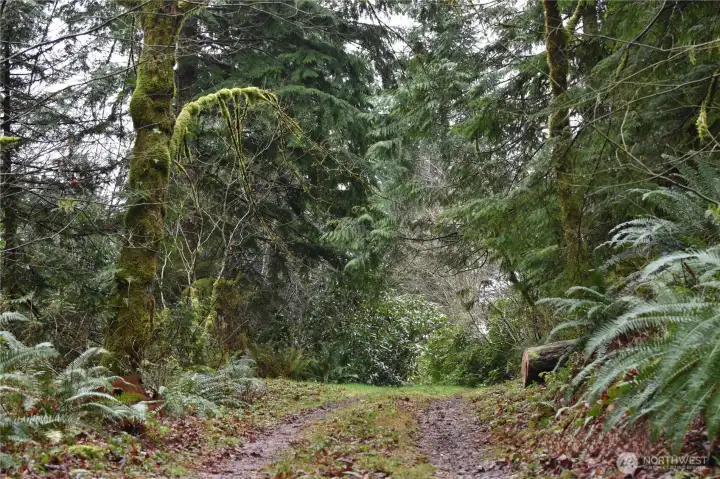 This is looking up said "primary primitive roadway" going towards backside of property, cabin and clifftops