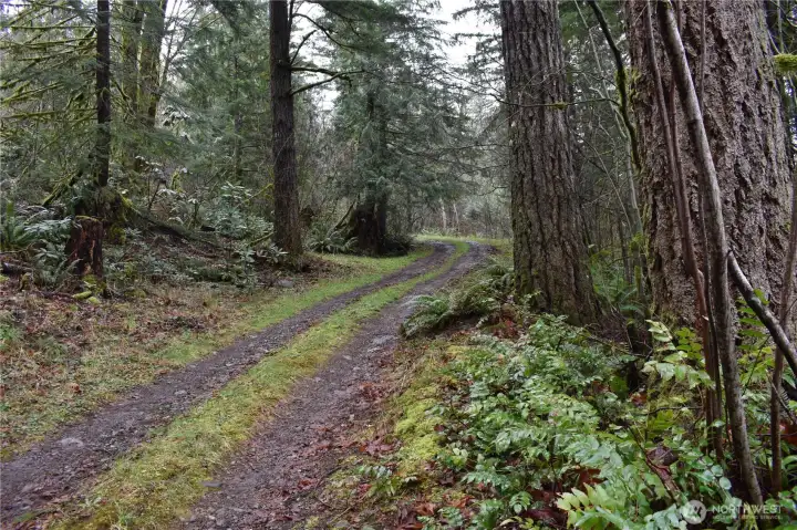 Cabin is just the otherside of this rise to the left in your vision with another cleared area to the right.  This was the area reviewed for potential building site.