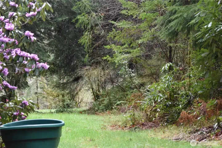 Rhododendrons and more...just wait until Spring!