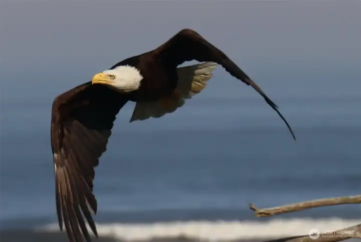 Eagle picture taken out front house