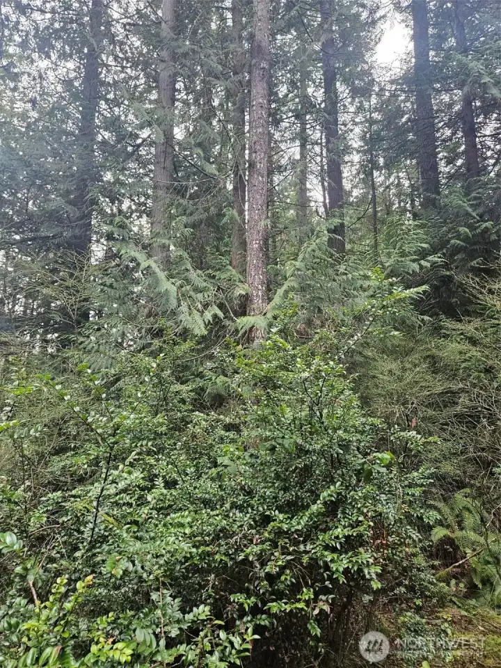 SECLUDED AND TREED SIDE YARD