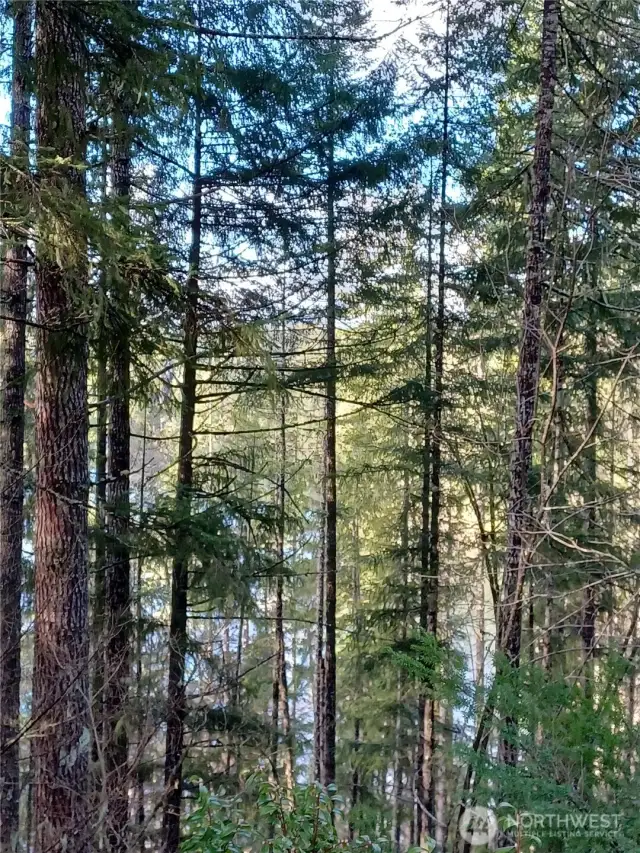 Portrait view Lake with trees