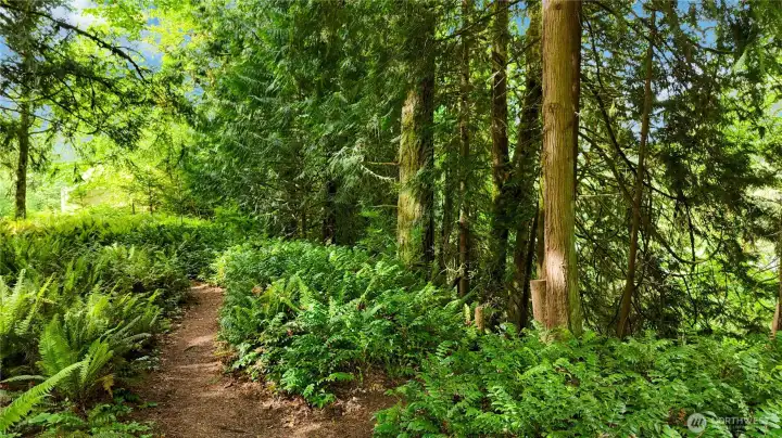 Lovingly maintained forest pathways.