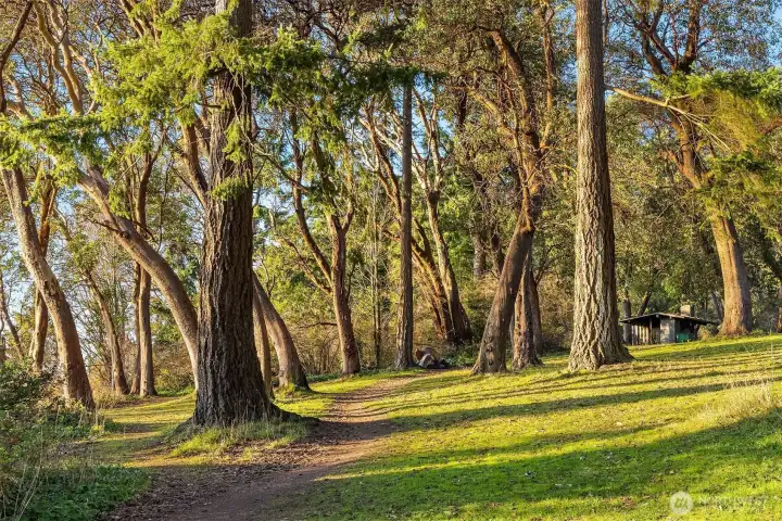 The park enjoys trails and rare species of trees.