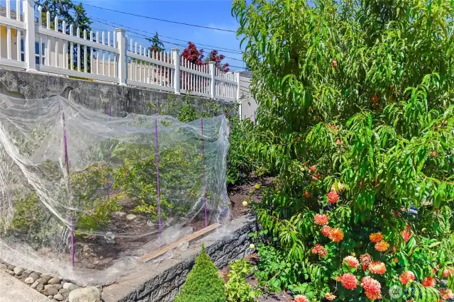 Behind the Main Beach House are the fruit orchard and veggie beds.  Peach, plum, and cherry trees, rhubarb, raspberry, and blueberry bushes too.