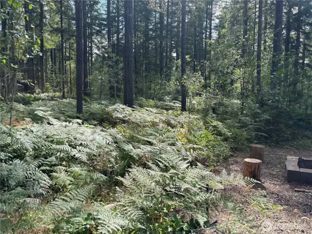 Green belt behind property