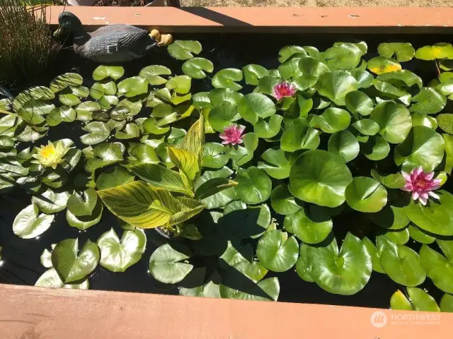 water feature in the backyard