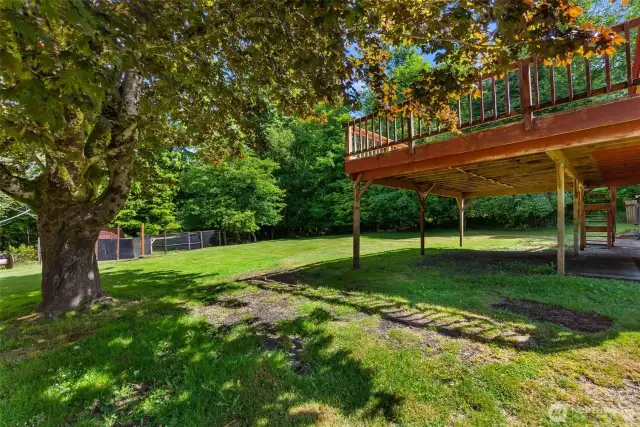 Back yard
