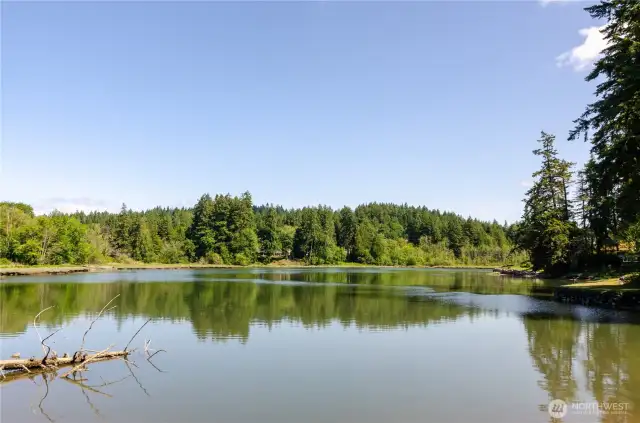 Wollochet Bay waterfront, full of wildlife.