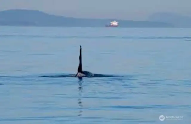 Whale watch from your living room, deck or beach