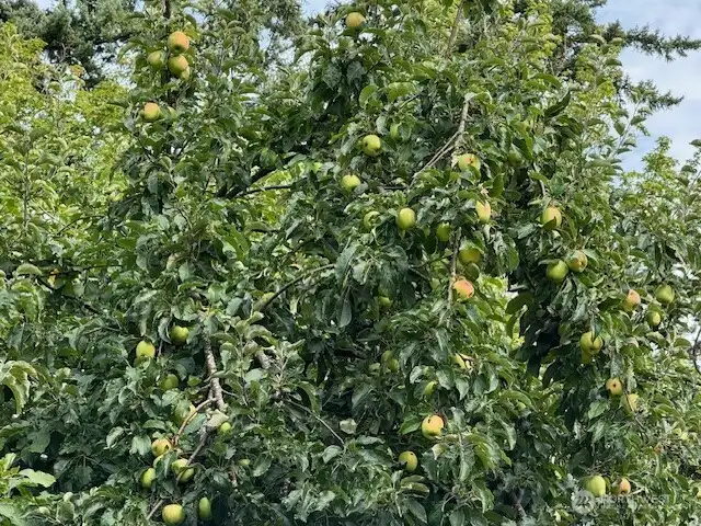 Mature Apple Trees in the Northwest corner area of building site.