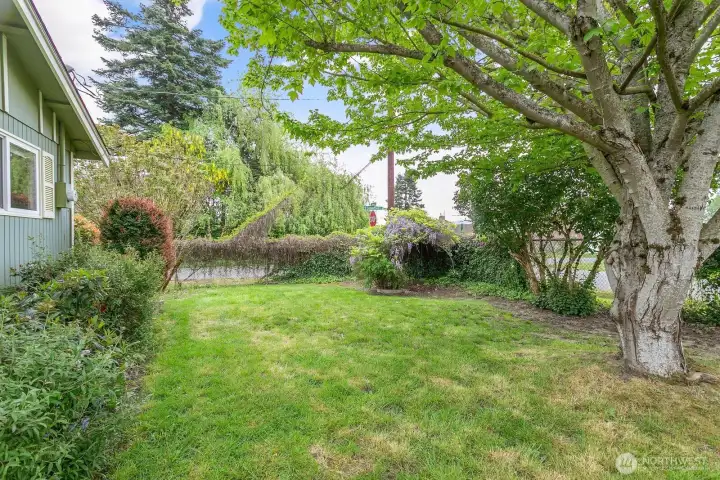 Mature Trees and Plants for Privacy