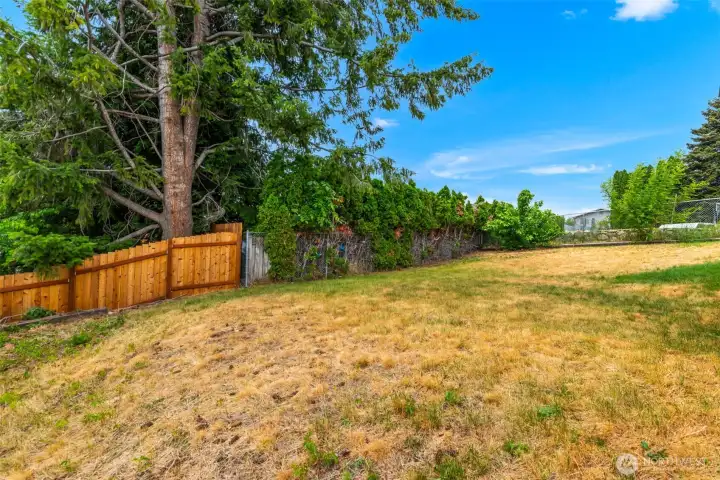 Backyard