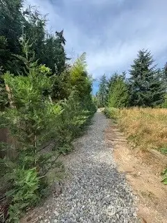 Newly planted Leyland Cypress along western boundary.  Leyland Cypress were planted to create privacy hedge along western boundary.