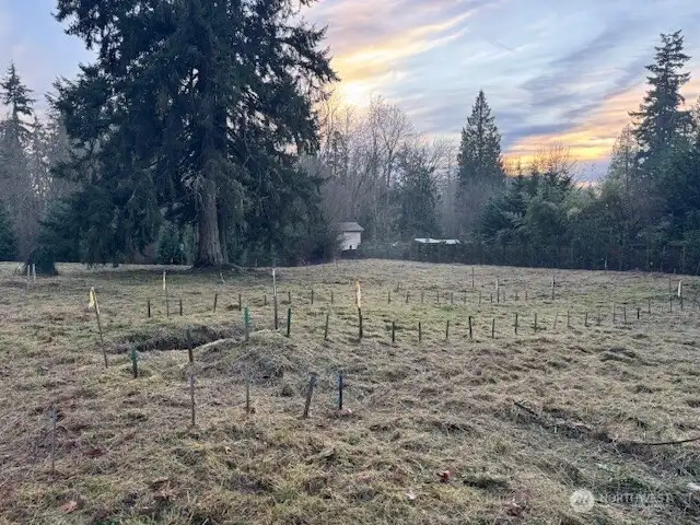 2025-12-13 Picture taken at NE Corner of Northerly .33 Acres facing southwesterly.