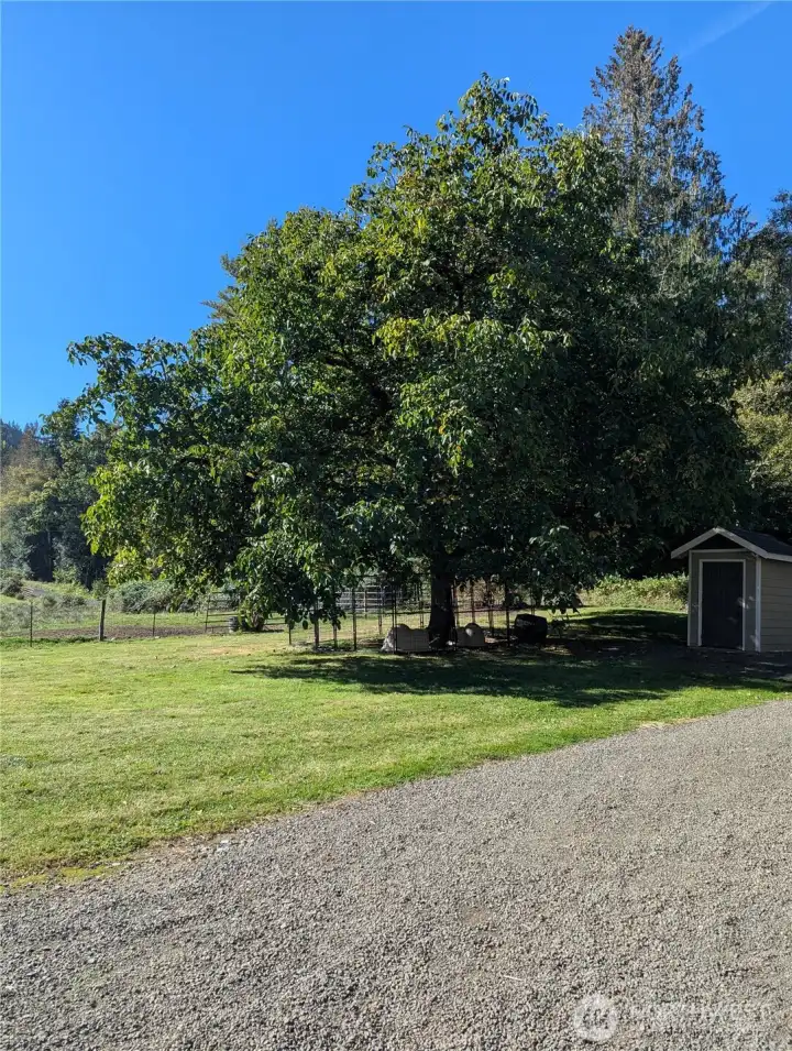 Old producing Walnut tree.