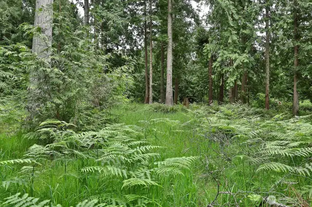 Ferns, cedars and firs! Here's a glimpse of the eastern part of your property.