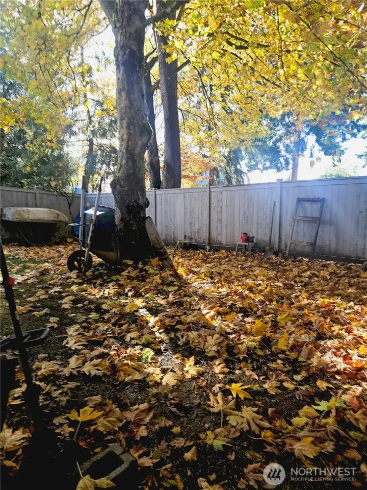 The backyard is framed by tall trees that create a peaceful, shaded retreat with plenty of natural beauty. This private outdoor area offers space for gardening, play, or simply enjoying the changing seasons under the canopy of mature leaves.