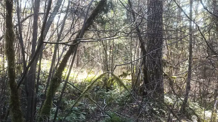 Dense tree coverage with varying elevations and natural ground cover.