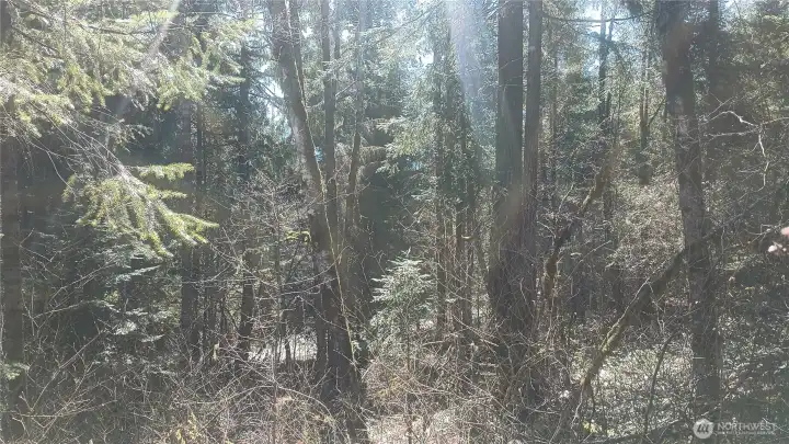 Sunlight breaking through the canopy highlights the natural beauty of the land.