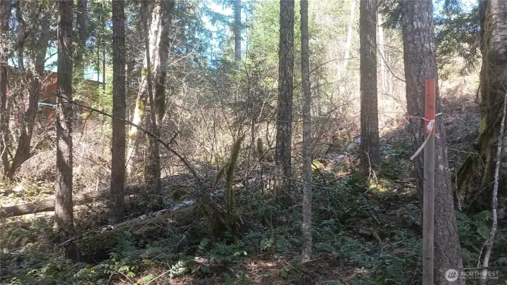 Gently sloped terrain with a mix of trees, brush, and natural forest floor.