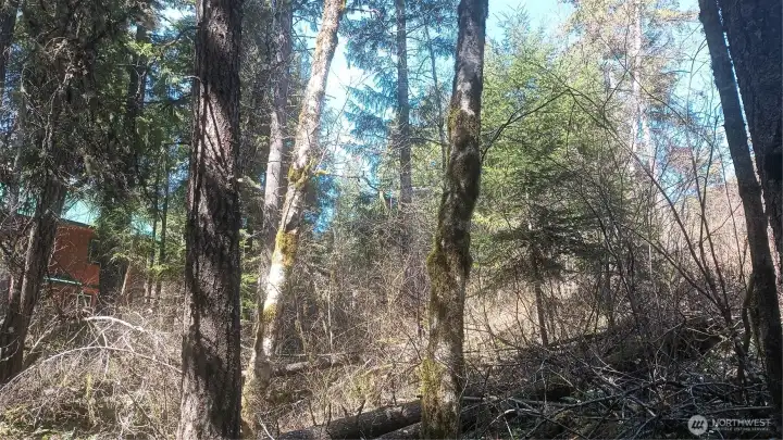 Another view of the parcel showing dense vegetation and wooded privacy.