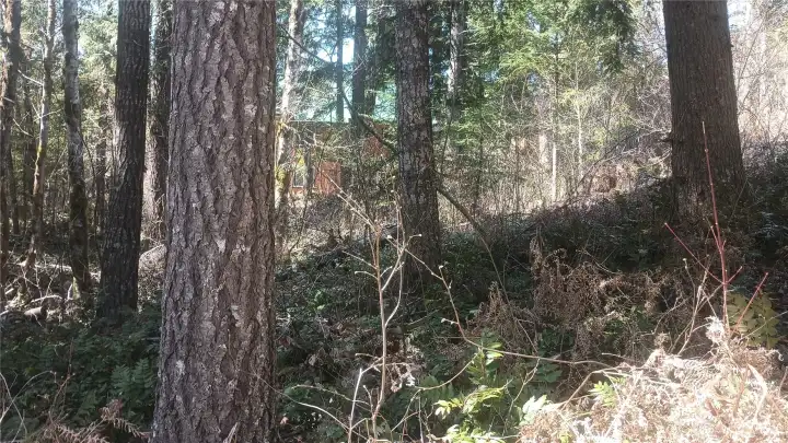 Natural forest floor with native plant growth.