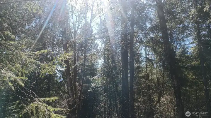 Filtered sunlight through evergreens