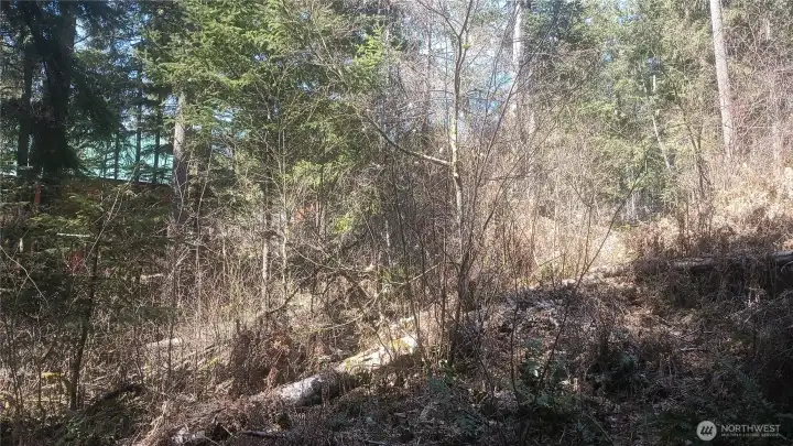 Wooded hillside view with a mix of mature trees and undergrowth.