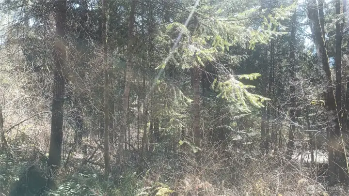 Mature evergreens and native vegetation throughout the property.