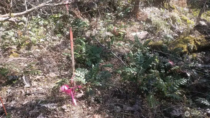 Survey stake partially visible among native vegetation.