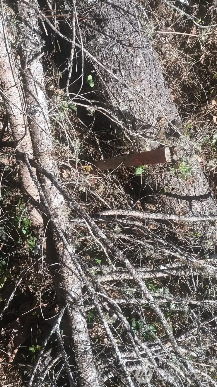 Natural wooded terrain with a mix of underbrush and mature trees throughout.