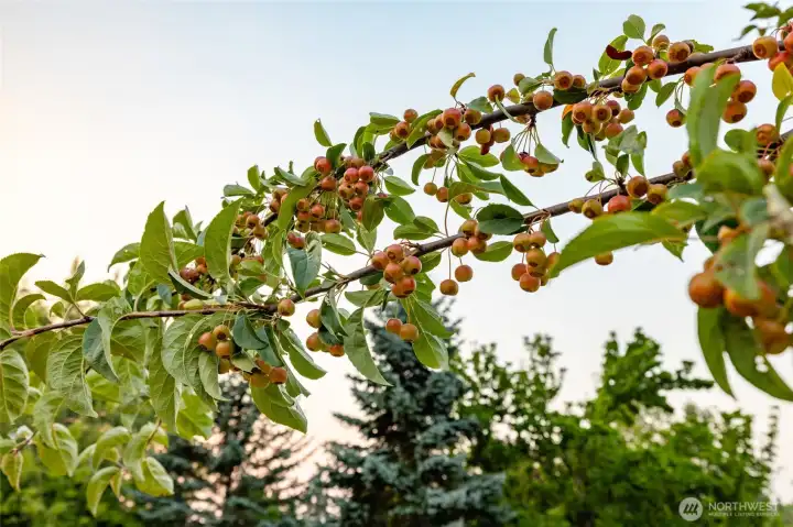 Fruit trees all over the property so you can harvest or leave for wildlife.