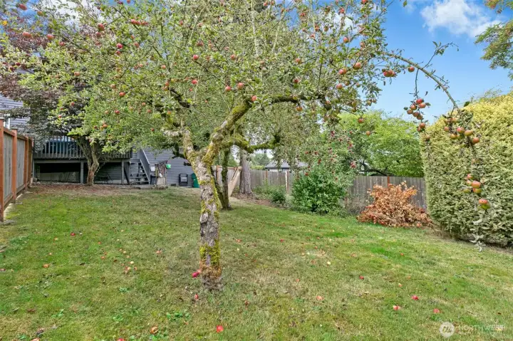 Fruit trees & ample garden space