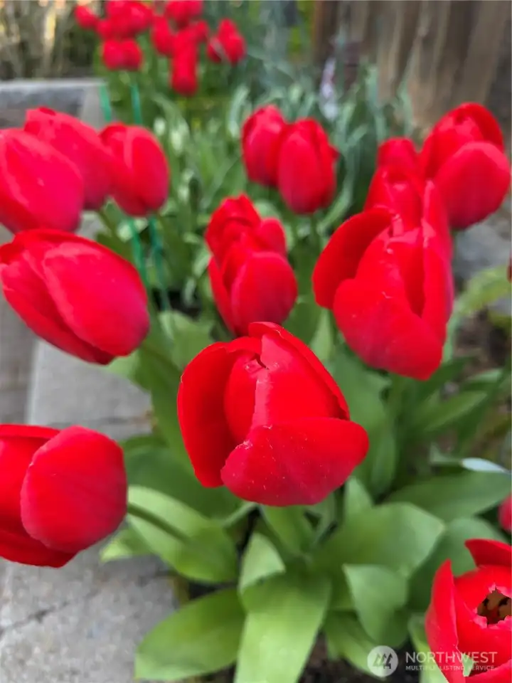 Daffodils, tulips and more adorn this property in natural beauty. This home and lot is a must-see.