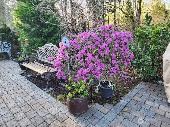 Gorgeous azaleas, hydrangeous, clematis and more adorn this backyard spring through late fall and the evergreens are well...ever GREEN!