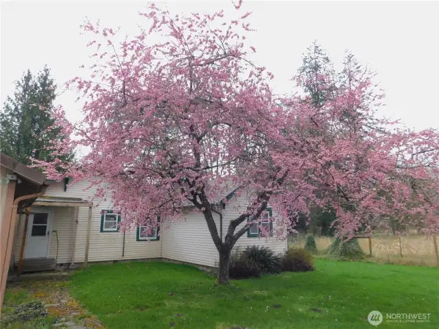 Back yard