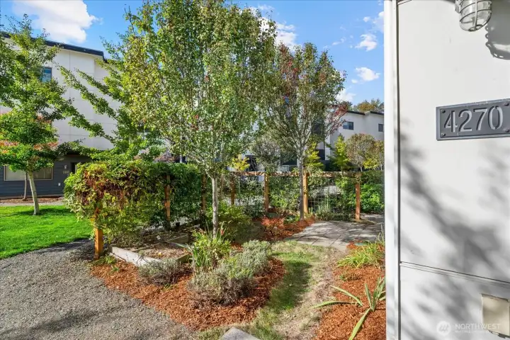 Apple tree along the back fence.