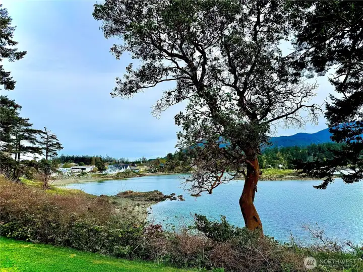 Views to the north look over Eastsound Village, framed by Pacific Madrona Trees.
